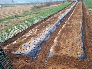 신영철(충남청양군)님의 마늘 · 영농일지 작성글 사진