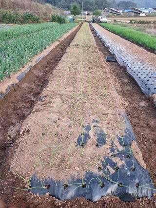 신영철(충남청양군)님의 마늘 · 영농일지 작성글 사진
