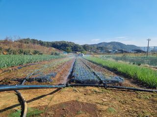 신영철(충남청양군)님의 마늘 · 영농일지 작성글 사진