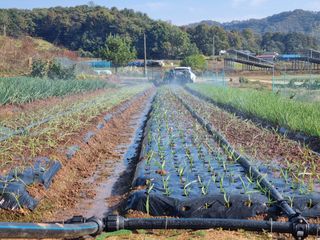 신영철(충남청양군)님의 마늘 · 영농일지 작성글 사진