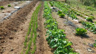 초보농부님의 파 · 영농일지 작성글 사진