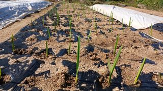 텃밭농부님의 기타작물 · 영농일지 작성글 사진