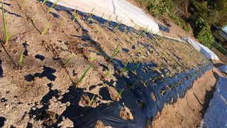 텃밭농부님의 기타작물 · 영농일지 작성글 사진