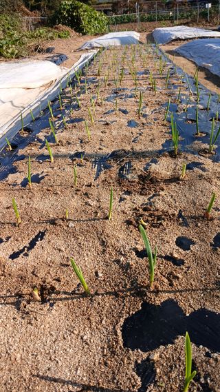 텃밭농부님의 기타작물 · 영농일지 작성글 사진