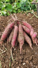 팜모닝 고구마·영농일지 게시글 이미지