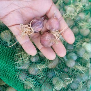 삼성농산님의 자유주제 · 자유게시판 작성글 사진