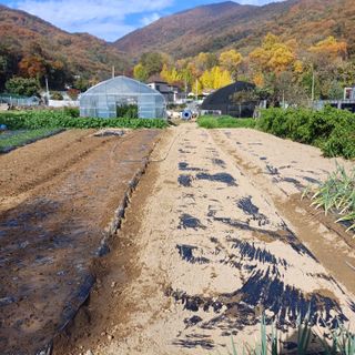 삼성농산님의 자유주제 · 자유게시판 작성글 사진