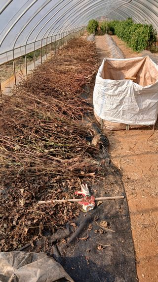 이명규님의 들깨 · 영농일지 작성글 사진