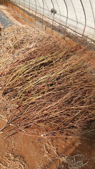 이명규님의 들깨 · 영농일지 작성글 사진