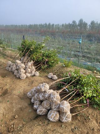 일심묘목농원님의 자유주제 · 자유게시판 작성글 사진