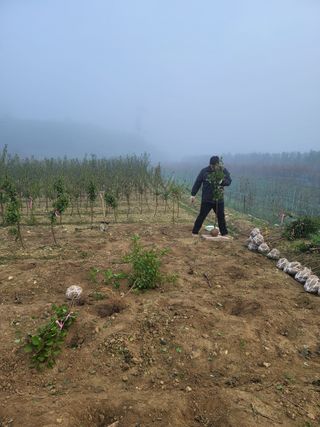일심묘목농원님의 자유주제 · 자유게시판 작성글 사진