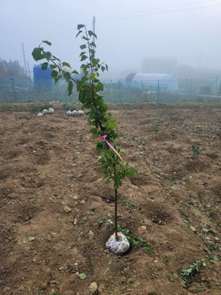 일심묘목농원님의 자유주제 · 자유게시판 작성글 사진