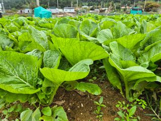 돌산갓스타님의 기타작물 · 영농일지 작성글 사진