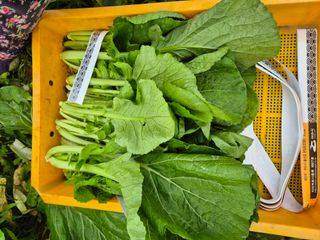 돌산갓스타님의 기타작물 · 영농일지 작성글 사진