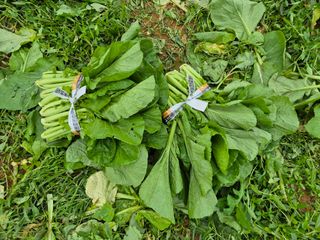 돌산갓스타님의 기타작물 · 영농일지 작성글 사진