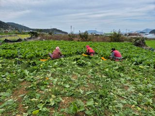 돌산갓스타님의 기타작물 · 영농일지 작성글 사진