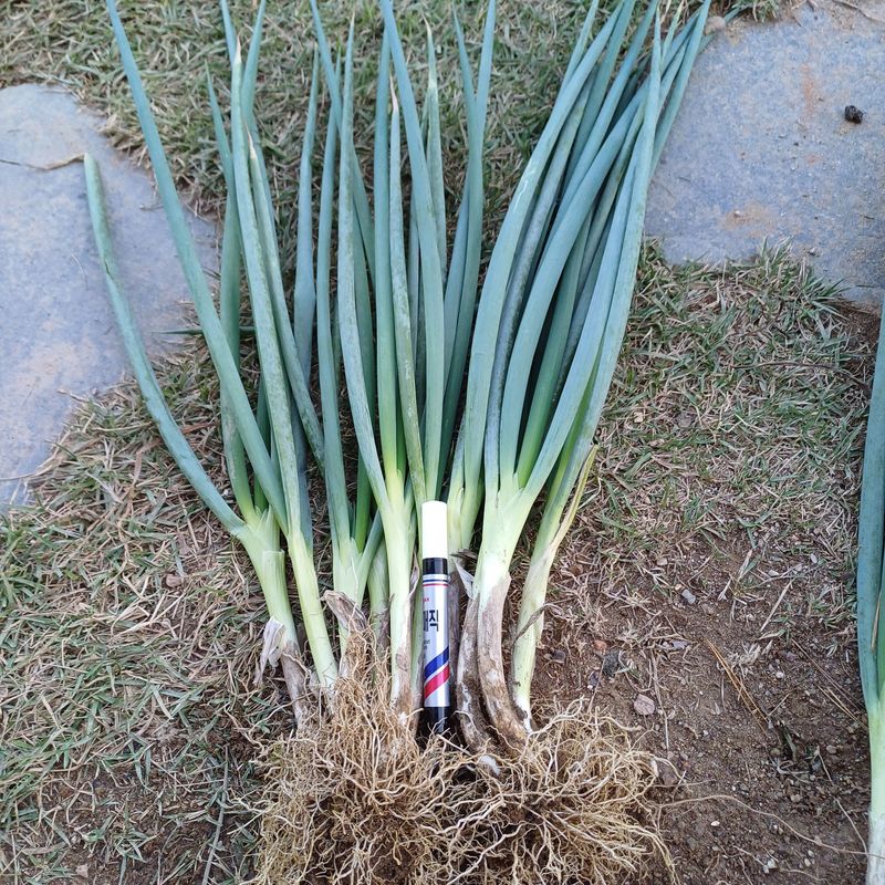 장터 상품 [(마감)요술대파.순천동파 (소량남음요)] 썸네일