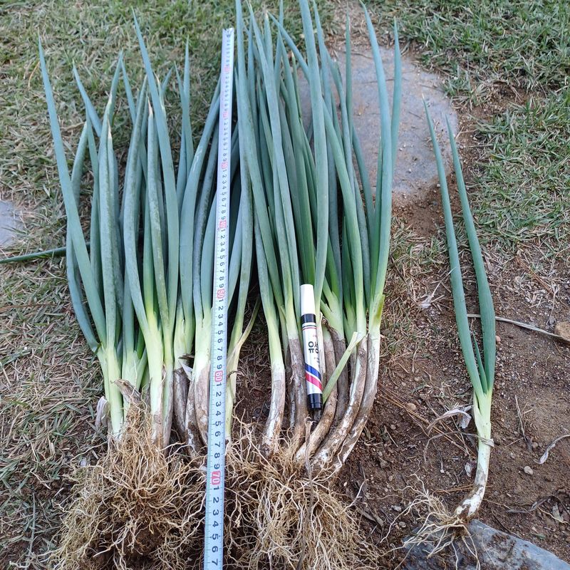 삼성농산님의 장터 판매 상품 [(마감)요술대파.순천동파 (소량남음요)] 첨부 사진