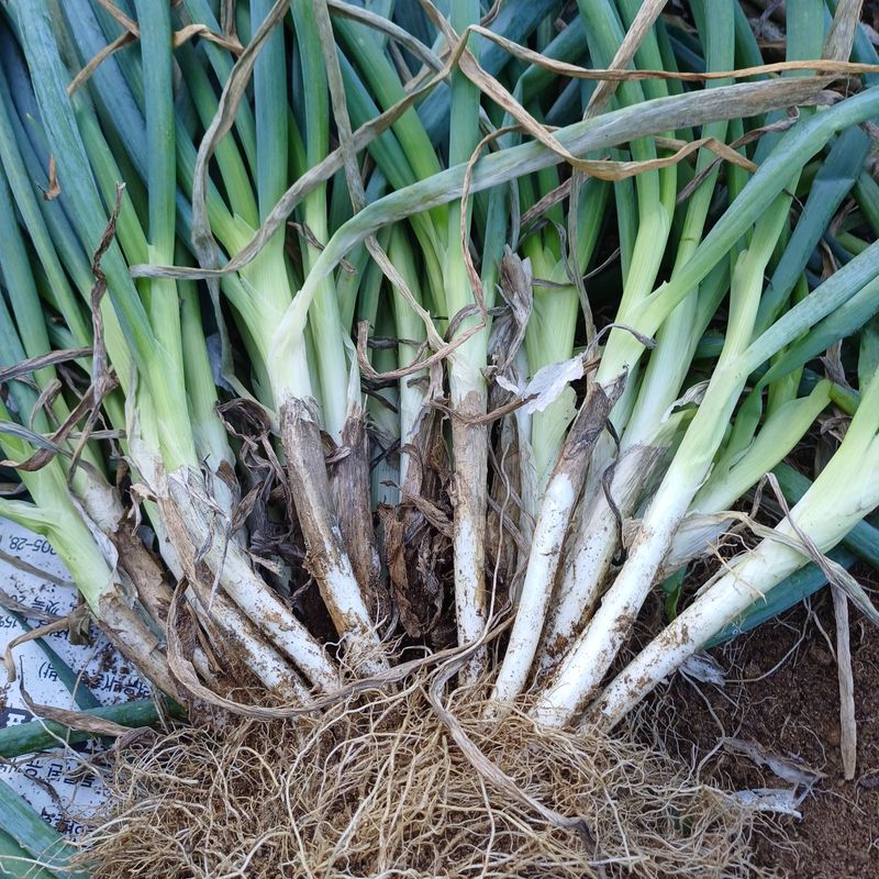 삼성농산님의 장터 판매 상품 [(마감)요술대파.순천동파 (소량남음요)] 첨부 사진