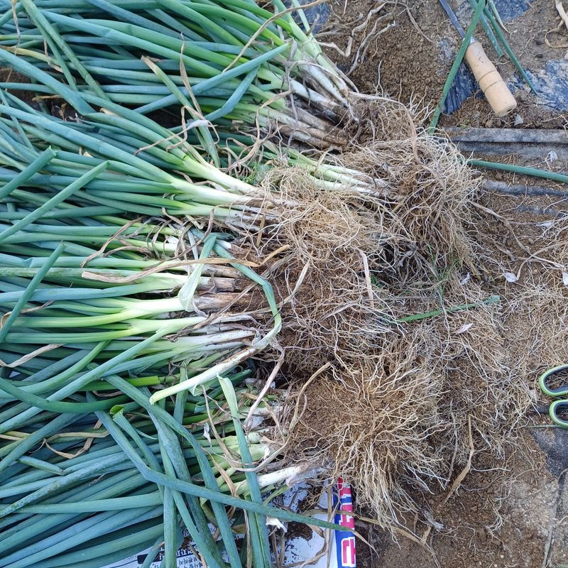 삼성농산님의 장터 판매 상품 [(마감)요술대파.순천동파 (소량남음요)] 첨부 사진