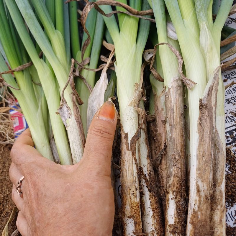 삼성농산님의 장터 판매 상품 [(마감)요술대파.순천동파 (소량남음요)] 첨부 사진
