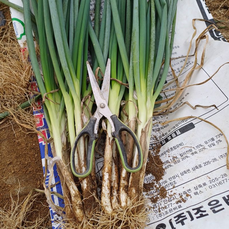 삼성농산님의 장터 판매 상품 [(마감)요술대파.순천동파 (소량남음요)] 첨부 사진