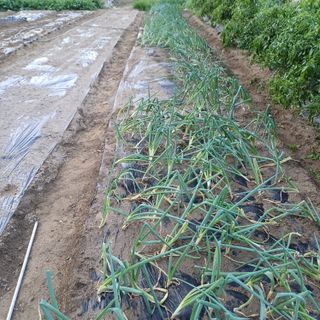 삼성농산님의 파 · 자유게시판 작성글 사진