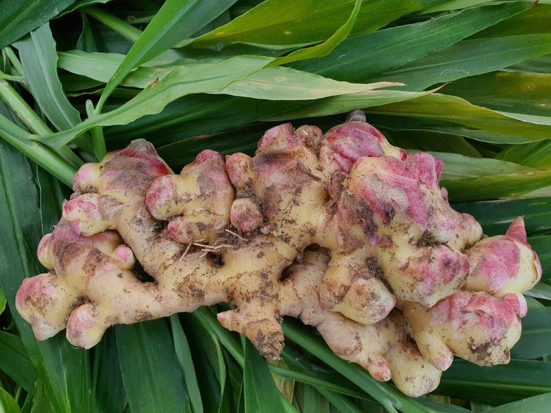 장터 상품 [영주 흙생강 10kg 에어세척] 썸네일