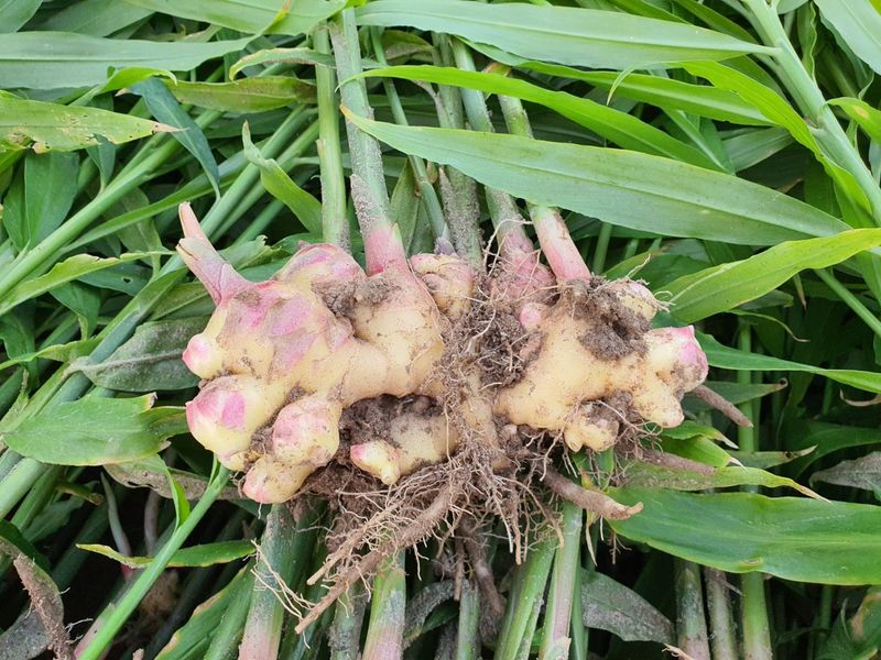 김미선님의 장터 판매 상품 [영주 흙생강 10kg 에어세척] 첨부 사진