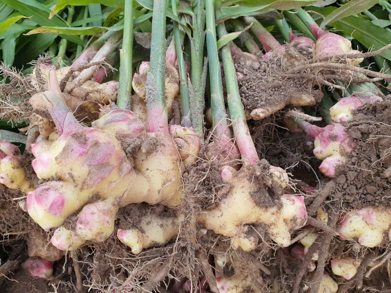 김미선님의 장터 판매 상품 [영주 흙생강 10kg 에어세척] 첨부 사진