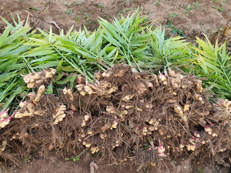 김미선님의 장터 판매 상품 [영주 흙생강 10kg 에어세척] 첨부 사진