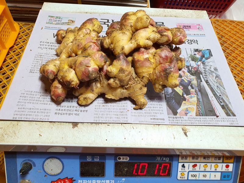김미선님의 장터 판매 상품 [영주 흙생강 10kg 에어세척] 첨부 사진
