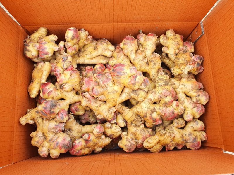 김미선님의 장터 판매 상품 [영주 흙생강 10kg 에어세척] 첨부 사진