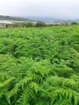 팜모닝 자유주제·자유게시판 게시글 이미지