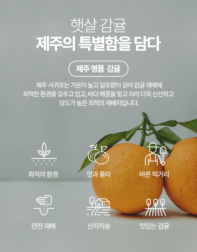 정유진님의 장터 판매 상품 [제주 감귤 로얄과 (s-m) 2kg] 첨부 사진