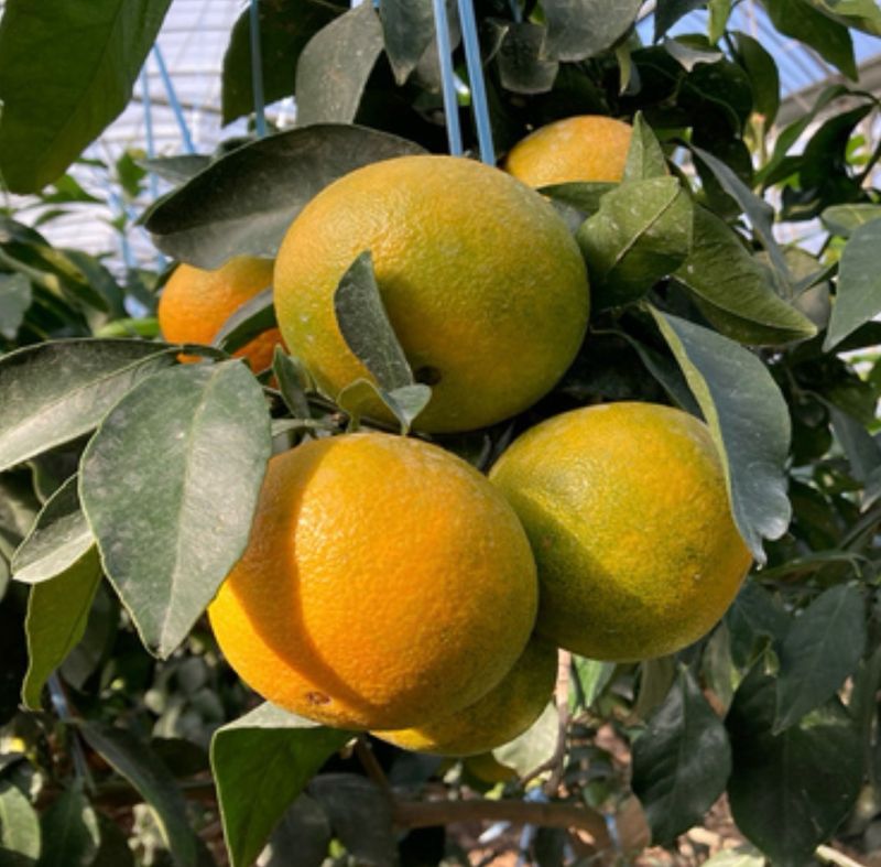 정유진님의 장터 판매 상품 [제주 감귤 로얄과 (s-m) 2kg] 첨부 사진