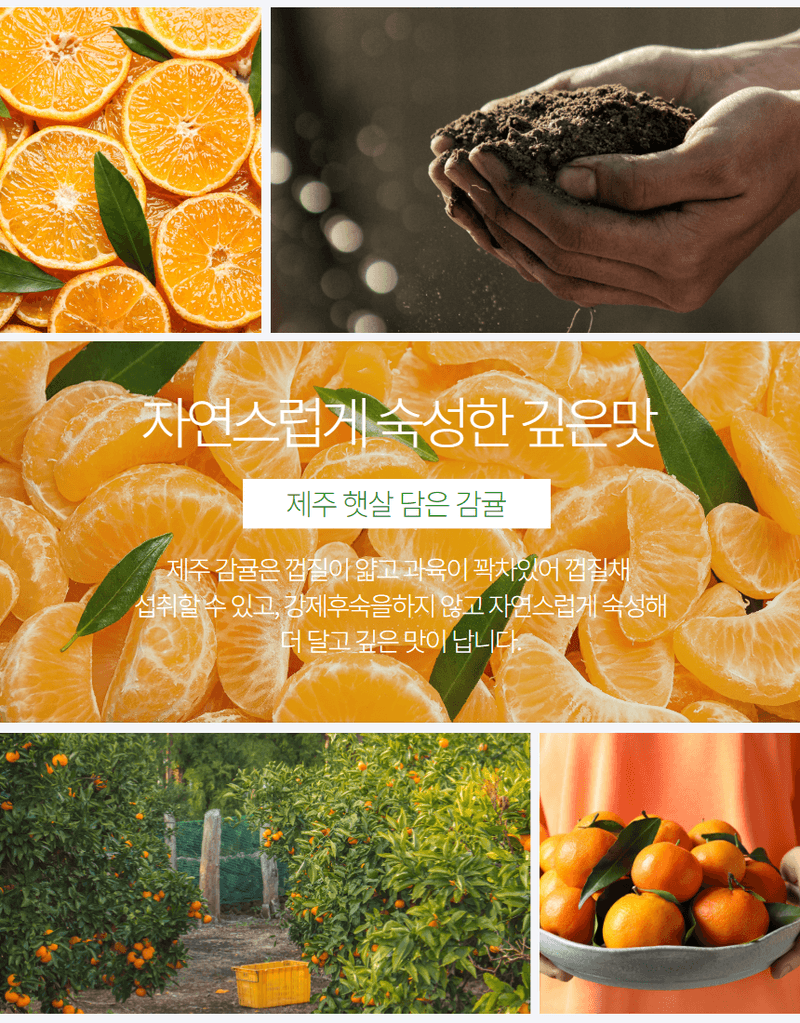 정유진님의 장터 판매 상품 [제주 감귤 로얄과 (s-m) 2kg] 첨부 사진