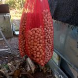 팜모닝 기타작물·영농일지 게시글 이미지