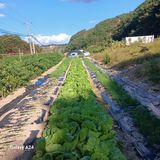 팜모닝 11월 농사 계획 공유하기·참여글 게시글 이미지