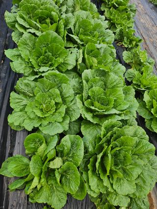 박영숙님의 작성글 사진