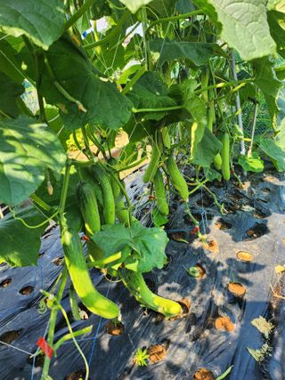 박영숙님의 작성글 사진