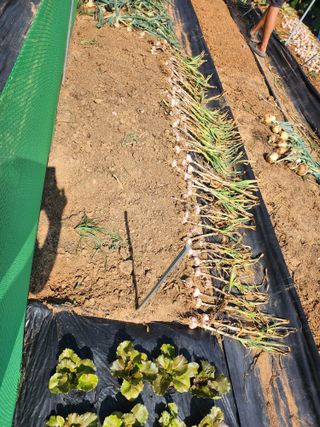 박영숙님의 작성글 사진