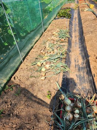 박영숙님의 작성글 사진