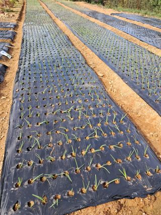 정상훈님의 양파 · 영농일지 작성글 사진