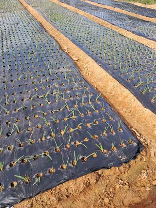 정상훈님의 양파 · 영농일지 작성글 사진