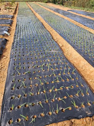 정상훈님의 양파 · 영농일지 작성글 사진