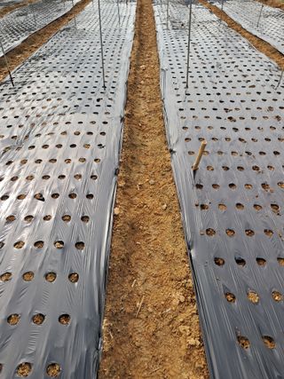 정상훈님의 콩 · 영농일지 작성글 사진