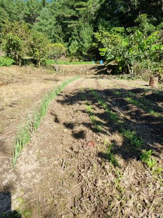 영자님의 11월 농사 계획 공유하기 · 참여글 작성글 사진