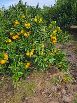 팜모닝 자유주제·자유게시판 게시글 이미지