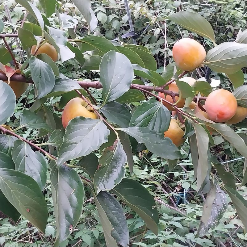 아로대추님의 장터 판매 상품 [둥시감 10키로 5박스판매합니다(판매완료)] 첨부 사진